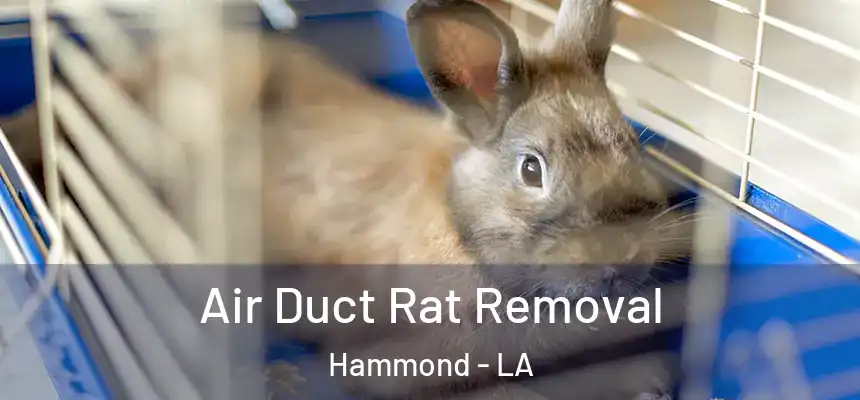  Air Duct Rat Removal Hammond - LA